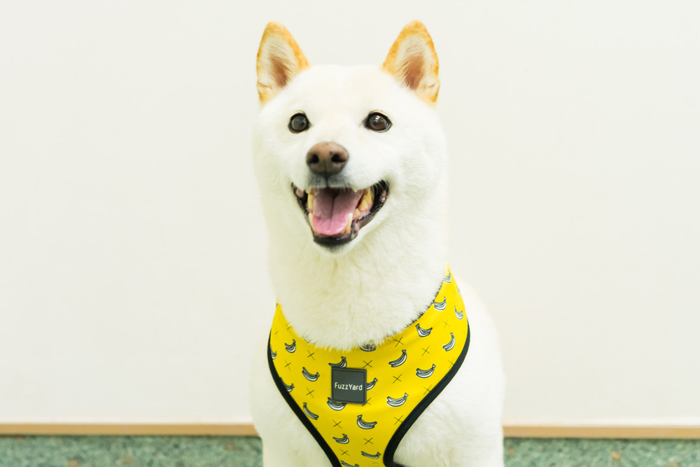 犬