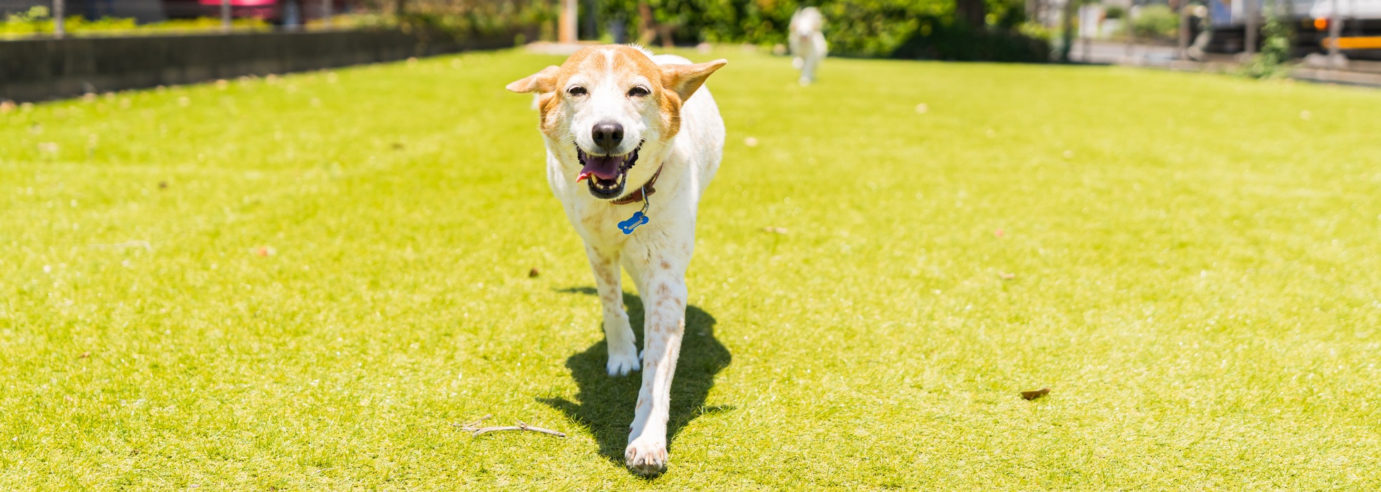 犬の笑顔